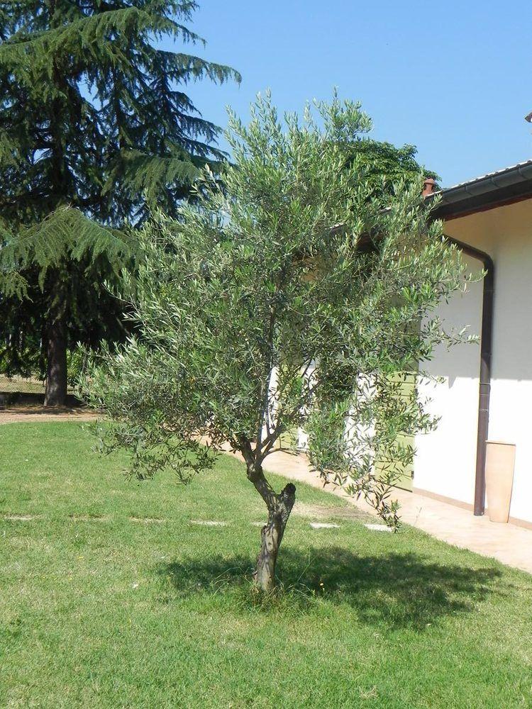 Caterina Residence Faenza Kültér fotó