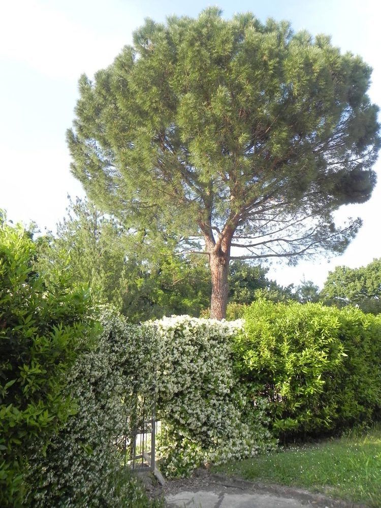 Caterina Residence Faenza Kültér fotó